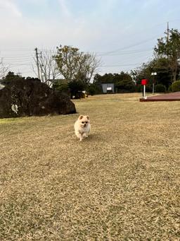 '제주도 동쪽 애견동반 가능한 고성2119펜션 위플레이독' 블로그 리뷰 썸네일 이미지