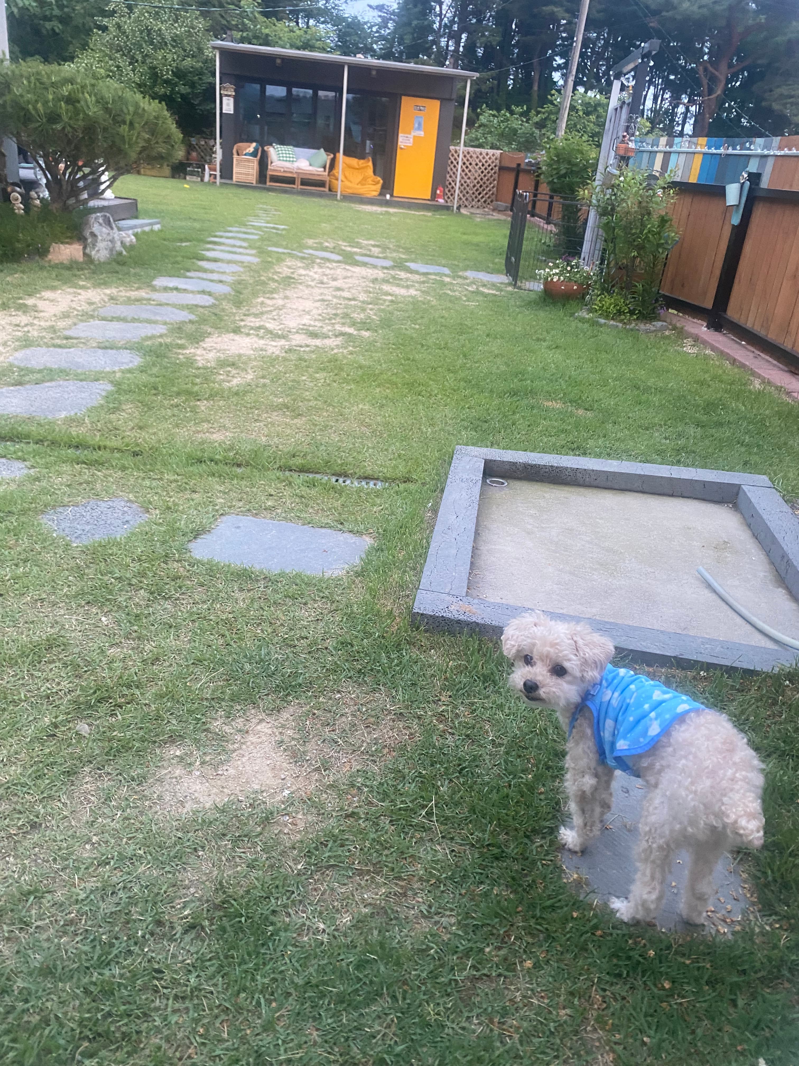 헤이리 단dog 하우스 포토 리뷰 - 4