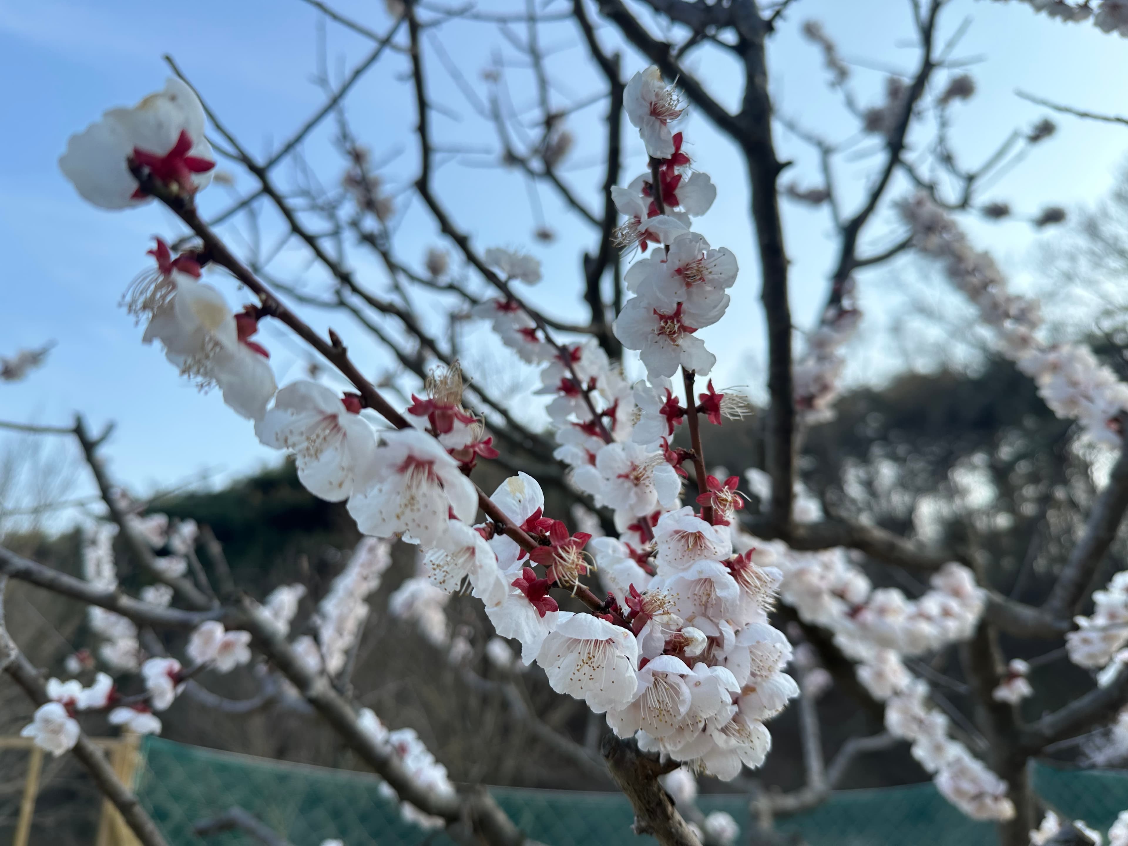 이안이네 숲새꽃뜰 포토 리뷰 - 1