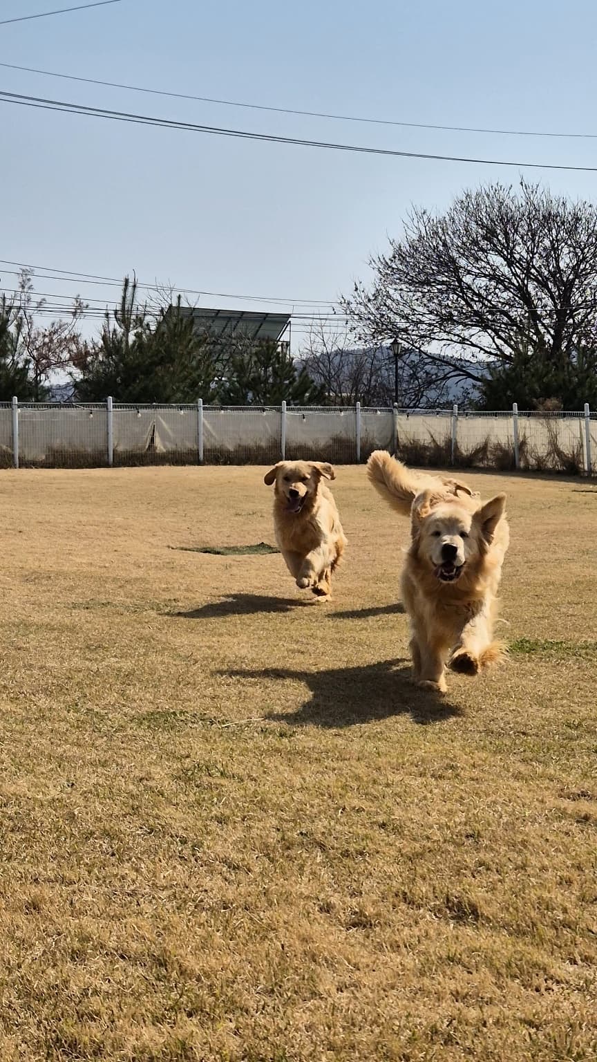 쿨스타스 마당